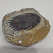 三葉虫　化石