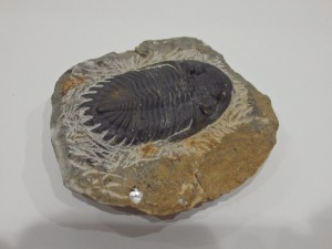三葉虫　化石
